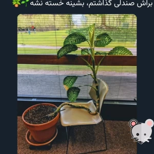عکس توییت