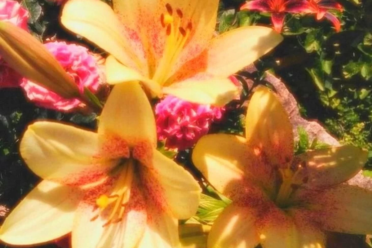 عکس خفته در خاک