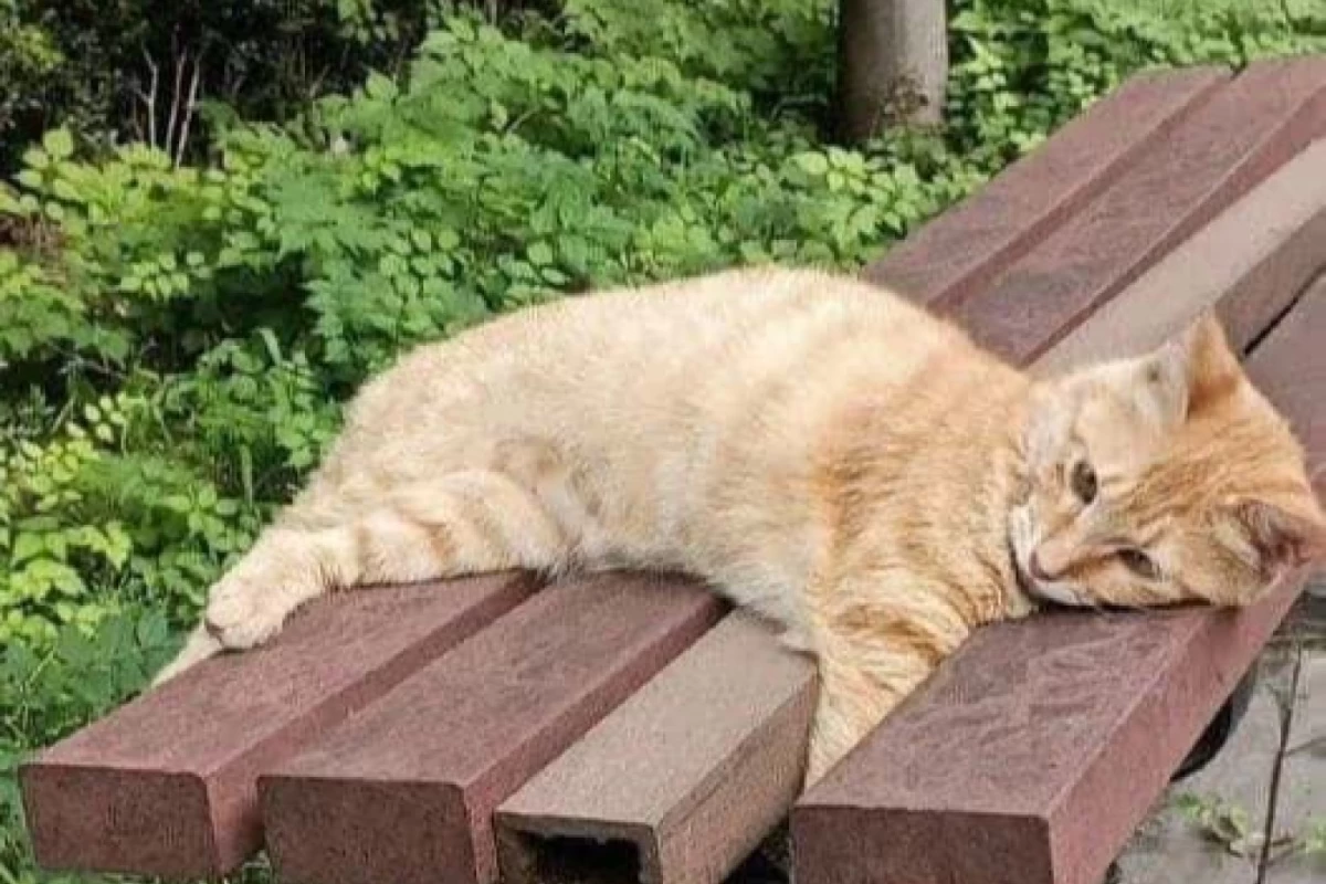 عکس زیبایی‌های متفاوت