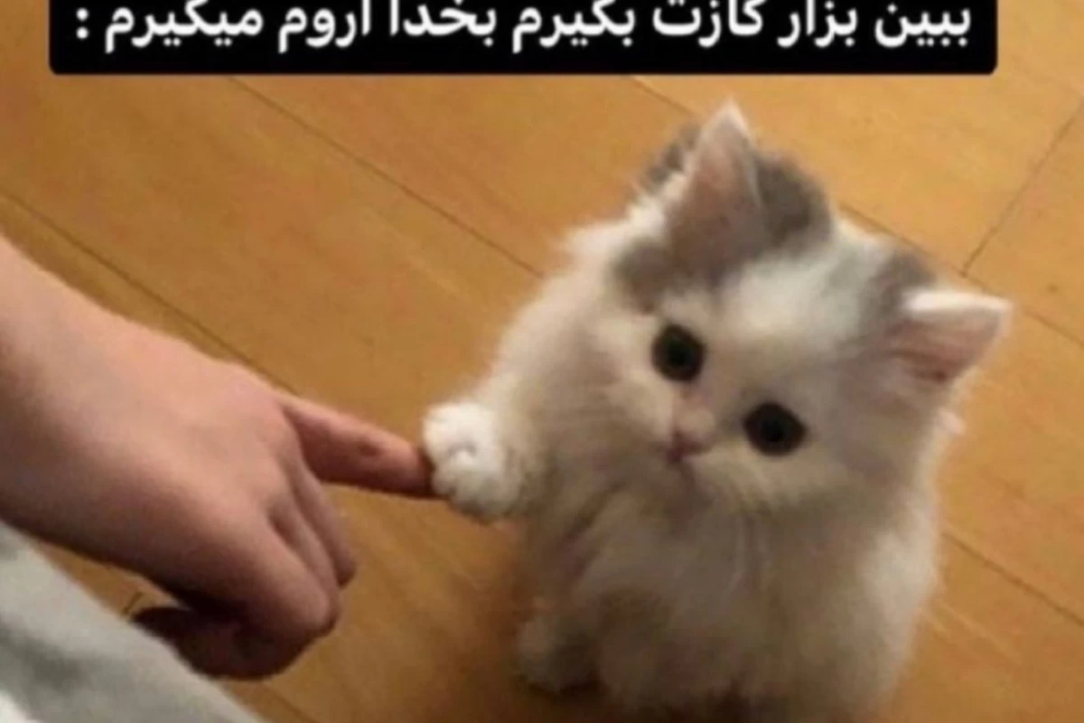 عکس میم با طعم اسید