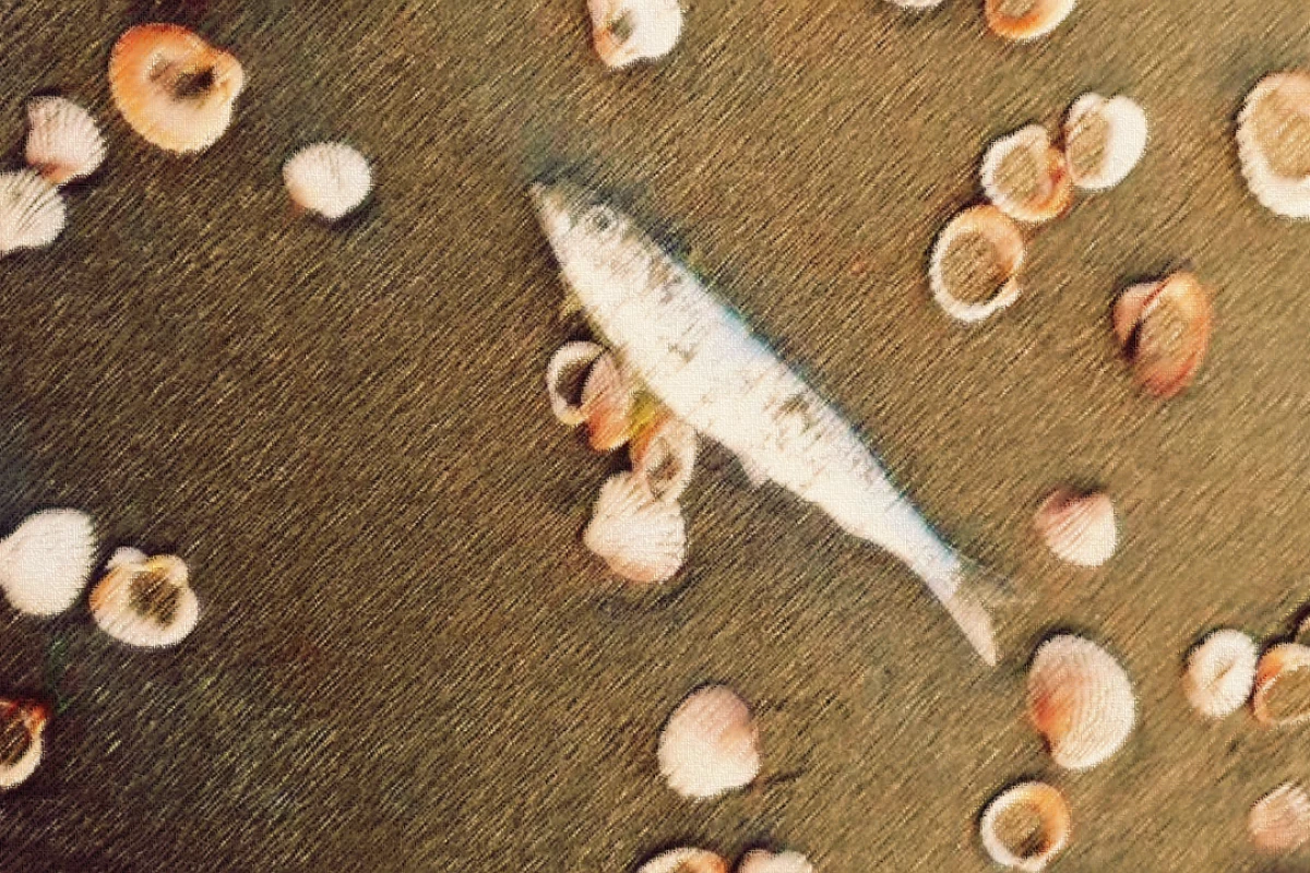 عکس ماهی