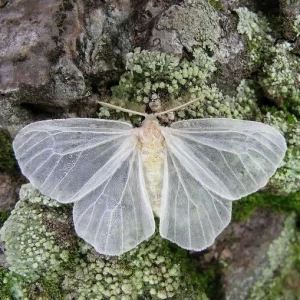 عکس عروسک پارچه ای