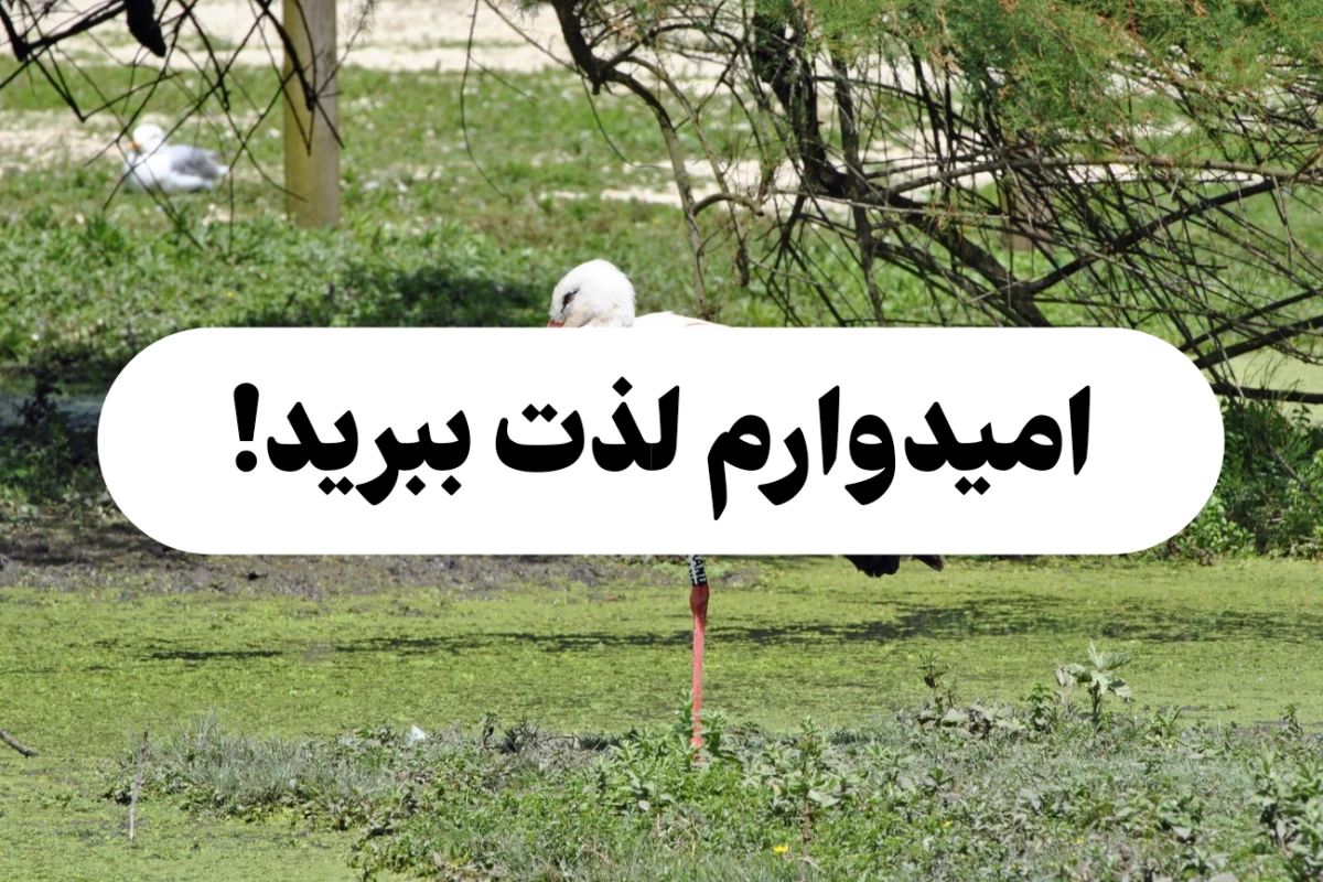 عکس همه چیز درباره لک لک ها