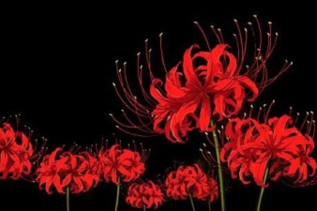 عکس آشنایی با سوسن عنکبوتی