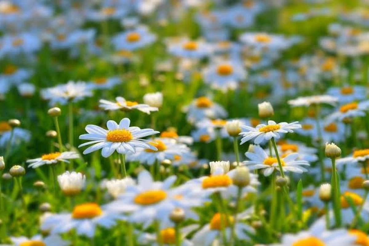 عکس دانستنی های گیاهان