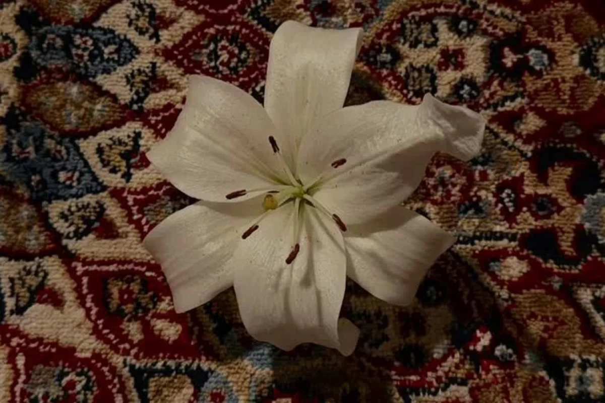 عکس عید دیدنی