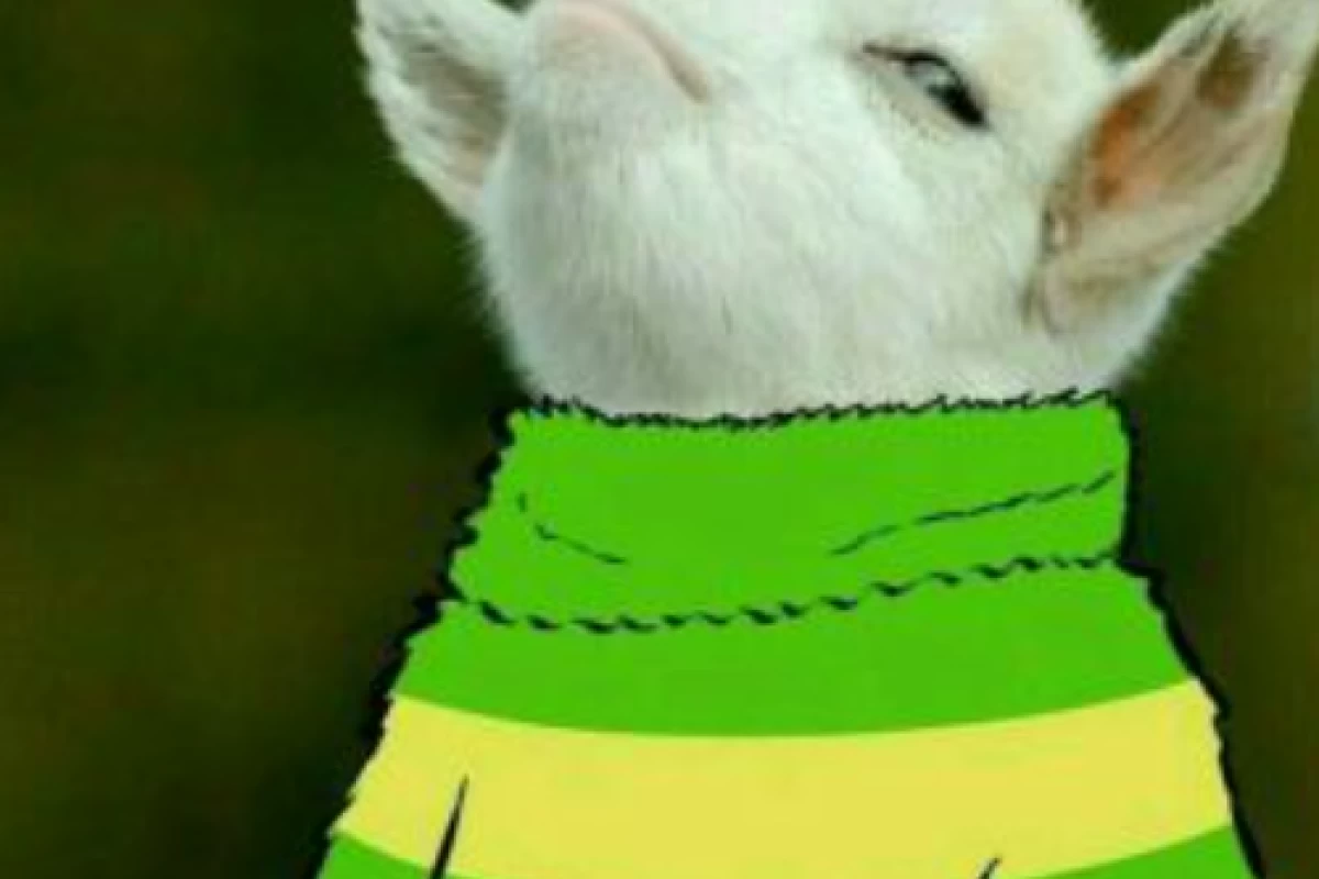 عکس 🎀Kermit the jester🤡