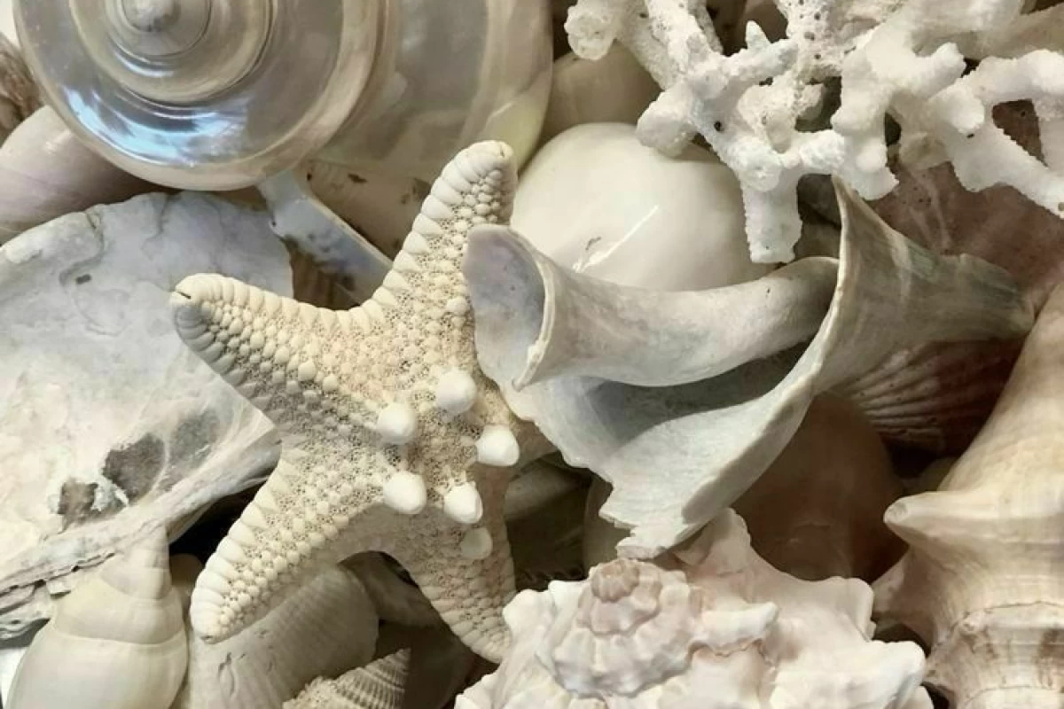 عکس فکت از ممبرای الدی پروجکت؟