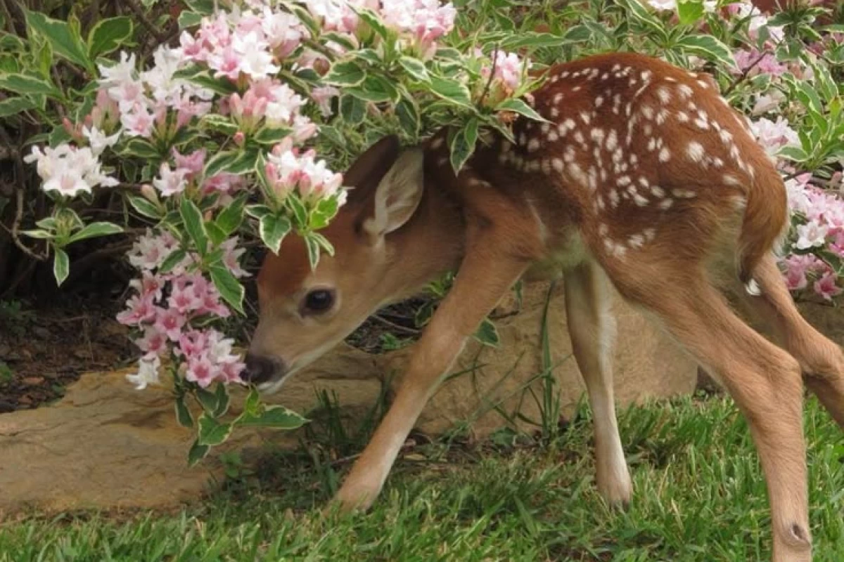 عکس Who is DEER?