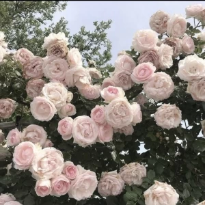 عکس 𝙬𝙝𝙤 𝙖𝙢 𝙞