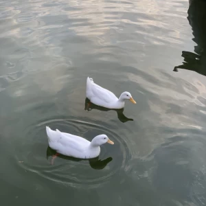 عکس میدونستی؟ ۴۳۱