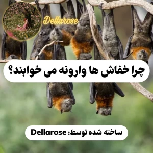 عکس چرا خفاش ها وارونه می خوابند؟