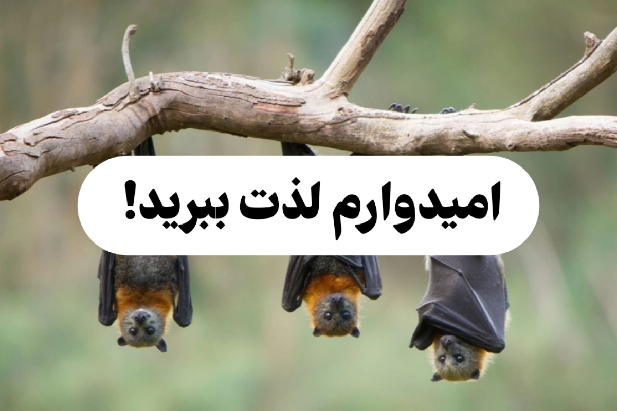 عکس چرا خفاش ها وارونه می خوابند؟