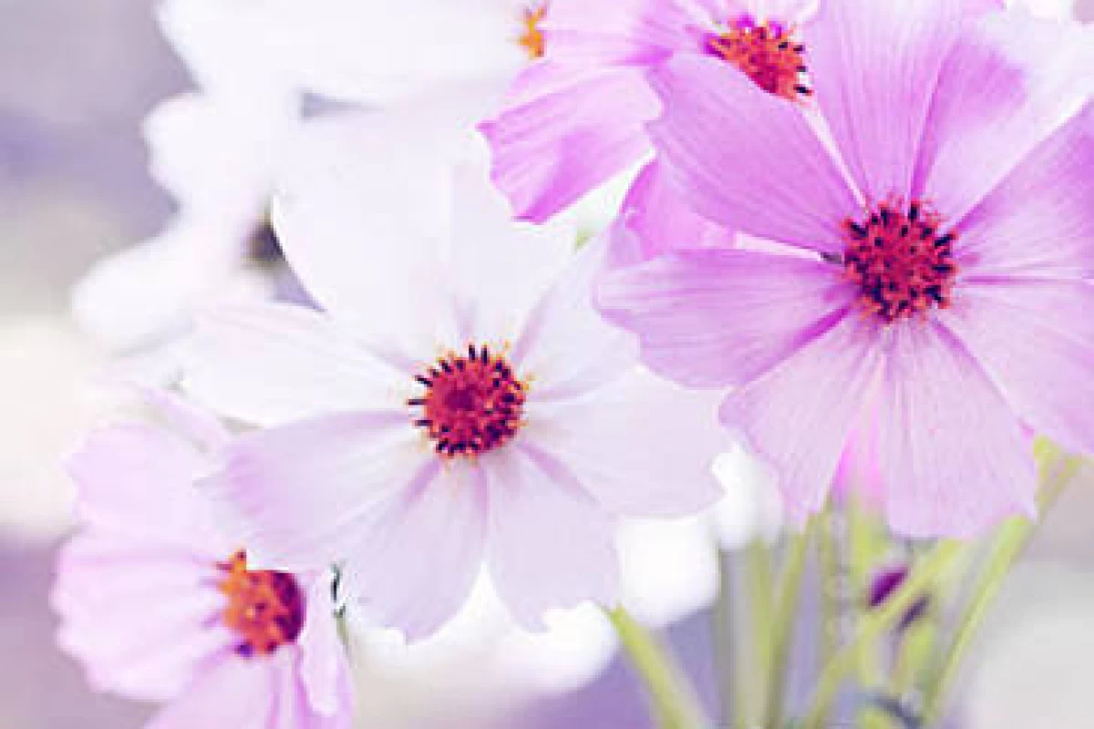 عکس چقدر احساسی هستی؟