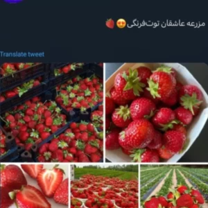 عکس توییت ۱۱