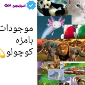 عکس موجودات بامزه کوچولو