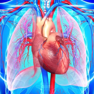 عکس قلب؛ عضله‌ی ویژه ای در بدن