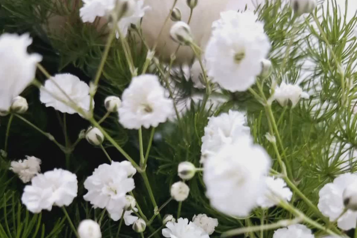 عکس تصور غلط در مورد زبانِ ...