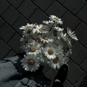 عکس بابونه‌ها و سایه‌ها 3