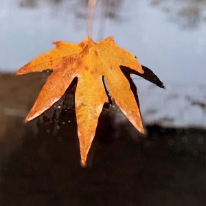 شعر هام