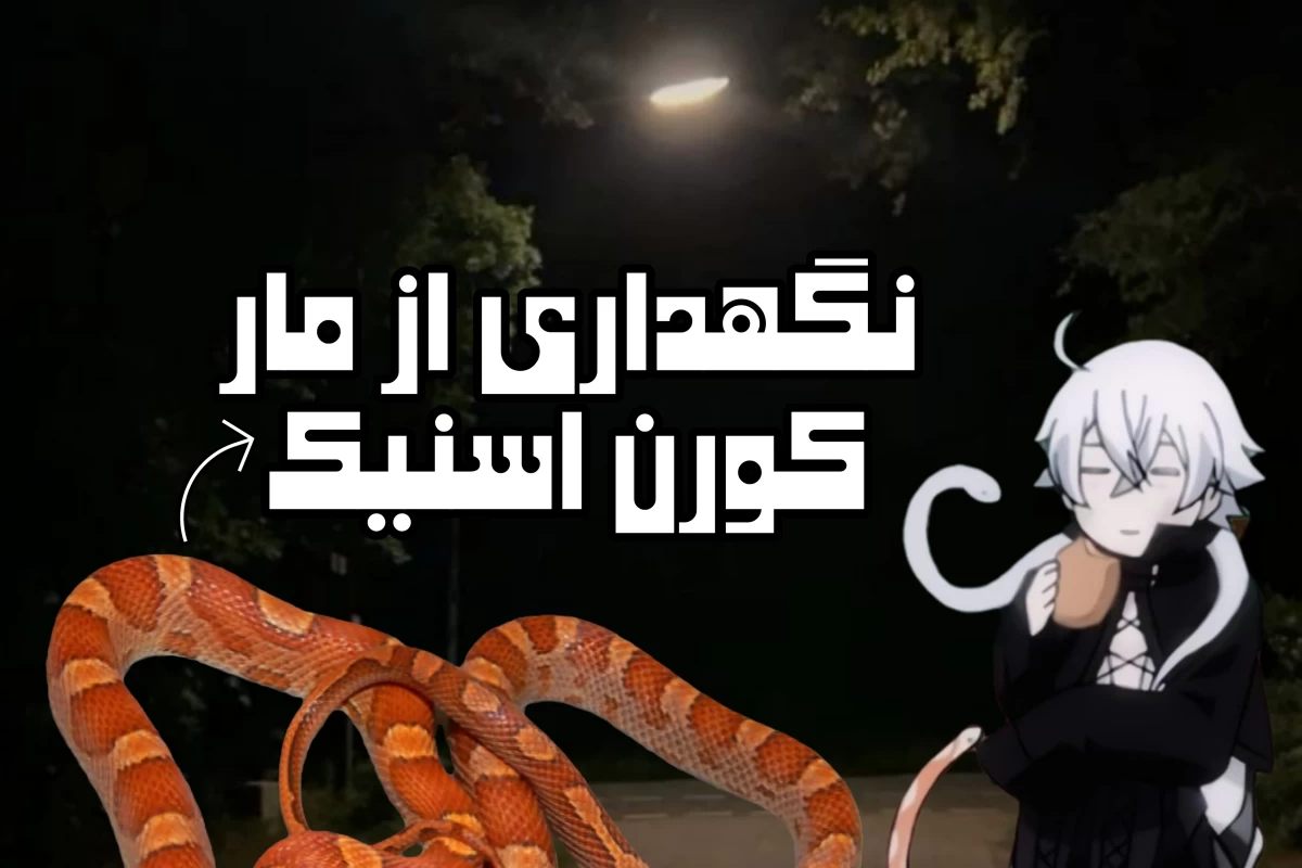 عکس نگهداری از مار ذرت ( کورن اسنیک )