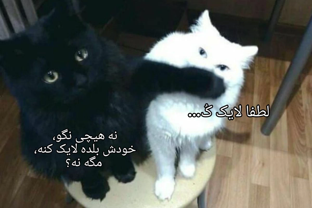 عکس صدام کن...
