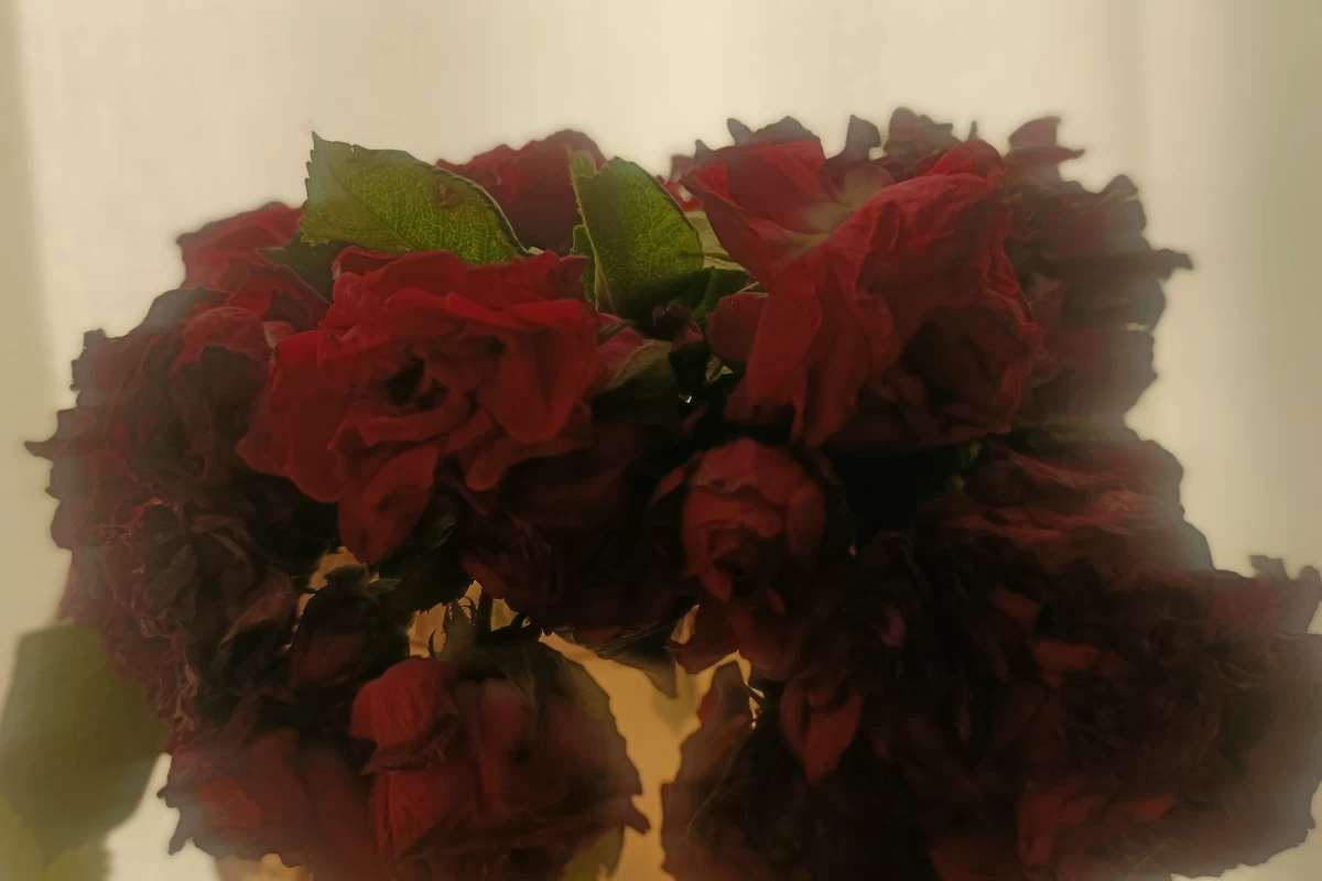 عکس ولاگ تنها در خانه🏡
