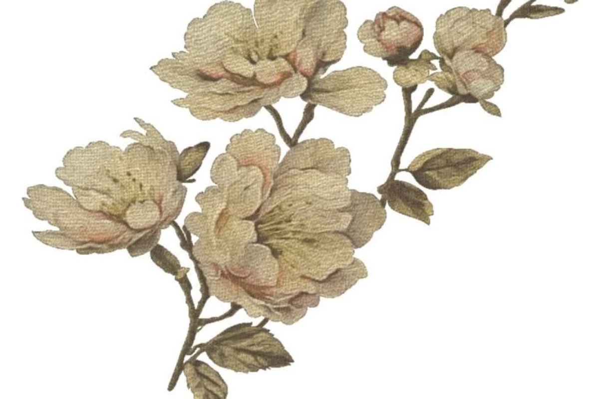 کتابخانه اسکندریه؛ از شکوه تا نابودی