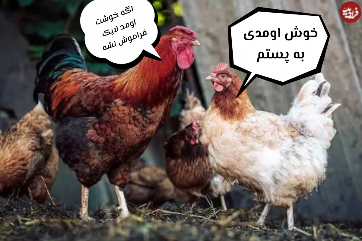 چرا گوشت خروس از گوشت مرغ خوشمزه تر است؟