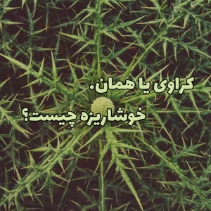 کاور