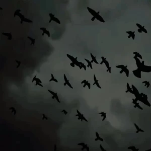 کاور