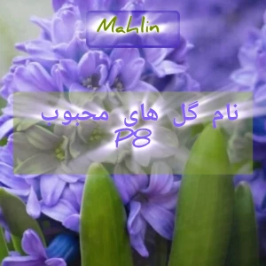 عکس نام گل های محبوب p8