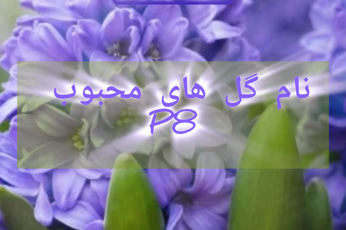 نام گل های محبوب p8