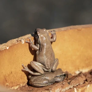 کاور