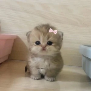 عکس با Scarlett  آشنا بشوید
