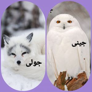 عکس