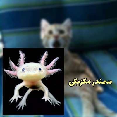 عکس