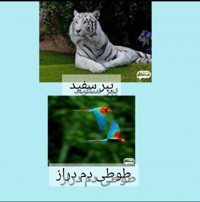 عکس