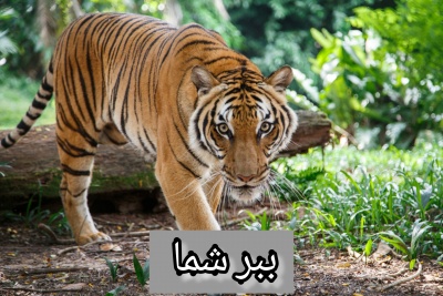 عکس