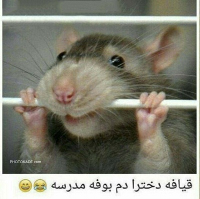 عکس