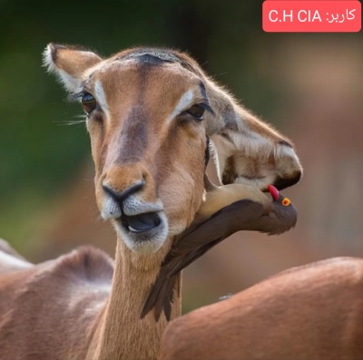 عکس