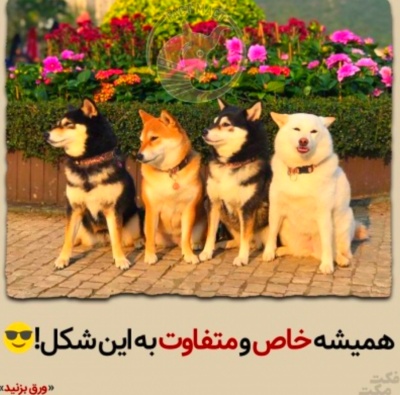 عکس