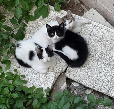 عکس
