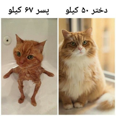 عکس