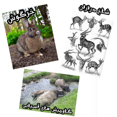 عکس