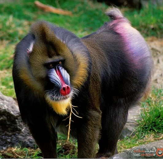 عکس