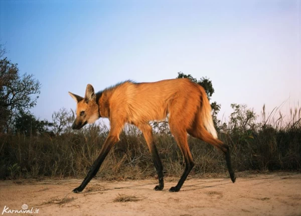 عکس