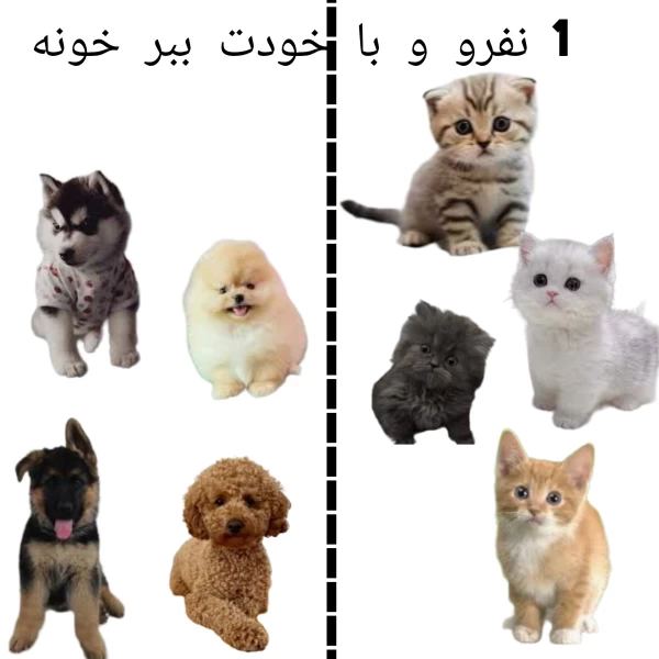 عکس
