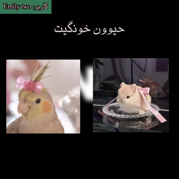 عکس