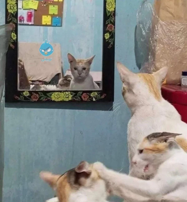عکس